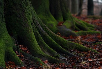 Roots