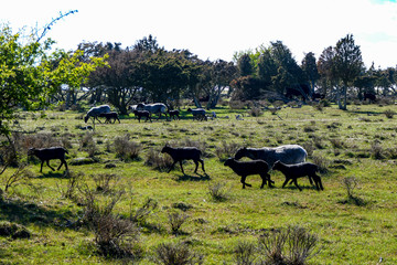 Ottenby, Oland, Sweden A national park on the southern top of the island popular with bird watchers...