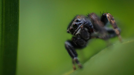 small and cute beautiful friendly spider with big eyes