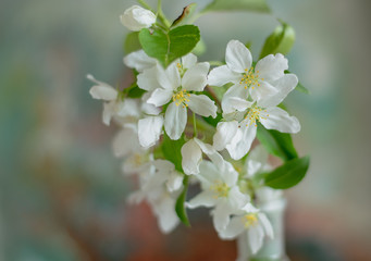 Blooming apple tree in spring time. White flowers