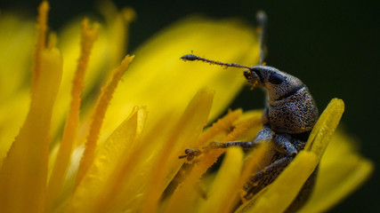 Curculionidae in a beautiful yellow dandelion, spring