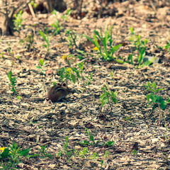 Chipmunk Among Budding Plantlife