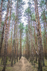 Fototapeta premium Pine trees forest with a path running in the middle 