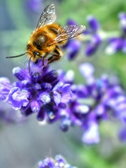 bee on flower