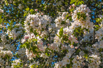 Fototapeta premium Cherry blossom tree white pink blooming flowers close up as spring summer floral botanical outdoor 