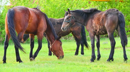 two horses grazing in a meadow