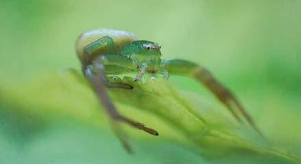 scary beautiful green spider ready to attack