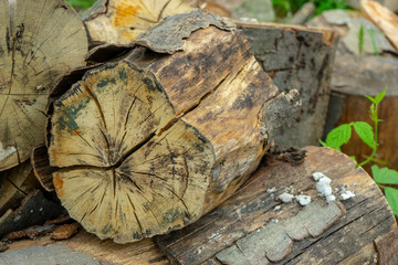 Naklejka premium stack of firewood beech and hornbeam, northern balkans