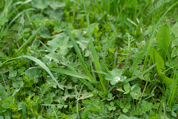 Dew drops on green grass close up. Meadow grass in rain drops.