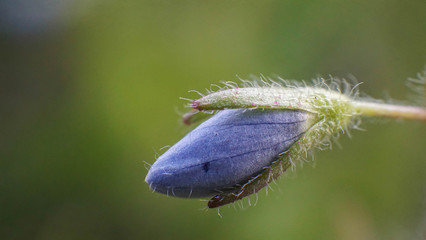 beautiful small blue flower, sunny spring day