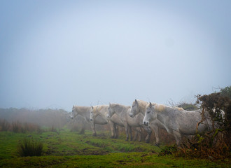 Five in a row, Dartmoor ponies in fog sheltering
