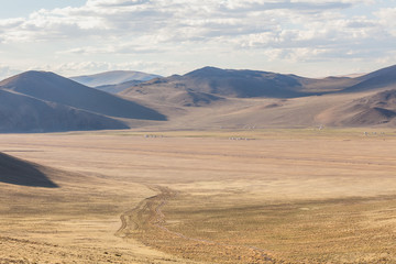 Sheep in the grassland of Mongolia, Altai