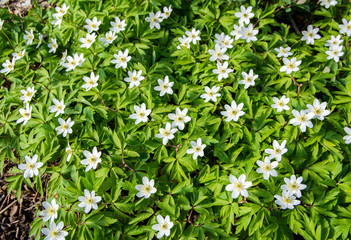 Wild wood anemones (Anemone nemorosa) blooming in spring, Tammisaari, Finland