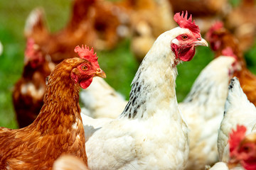 chicken living outdoors in herd