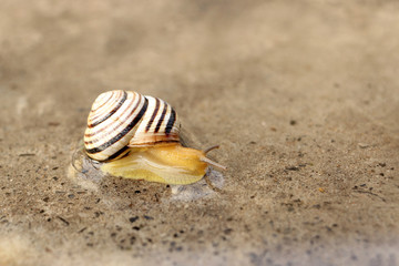 A snail crawls on a wet concrete surface