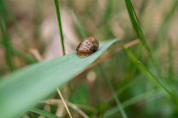 Amber Snail on Leaf in Springtime