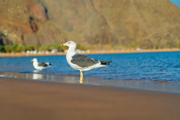 Seagulls on the Playa de Las Teresitas. Famous beach on the north of Tenerife island, near Santa Cruz. Only one beach with the golden sand from Sahara desert. Canary Islands, Spain