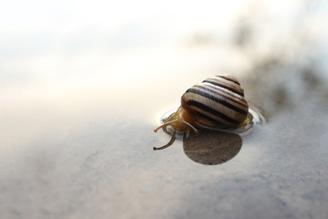 The snail crawls on a wet mirror surface