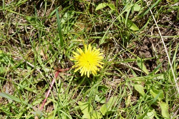 A close view of the yellow dandelion in the green grass.