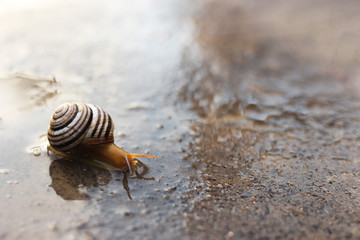 The snail crawls on a wet mirror surface