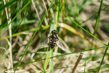 Black Shouldered Drone Fly in Springtime