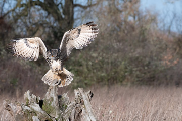 Eurasian Eagle Owl (Bubo bubo) landing ona tree stump