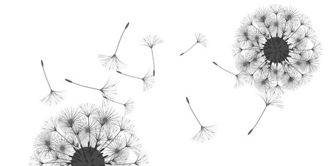 Dandelion background.