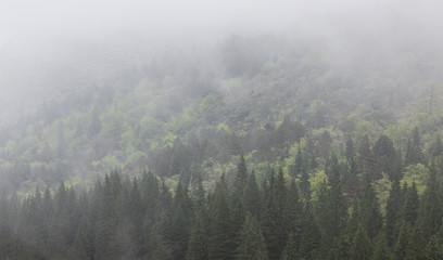 Nature landscape with amazing morning mist in Peneda-Geres National Park, Portugal
