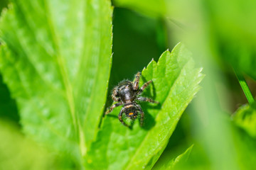 Bold Jumping Spider in Springtime