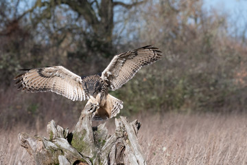 Eurasian Eagle Owl (Bubo bubo) landing ona tree stump