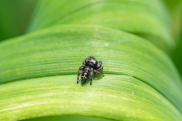 Bold Jumping Spider in Springtime