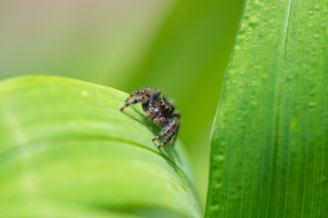 Bold Jumping Spider in Springtime