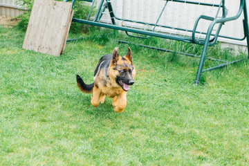 German shepherd playing on the grass in a garden. Puppy on grass