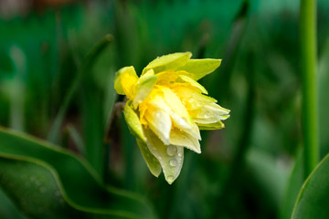 yellow decorative daffodil and raindrops. macro photo.