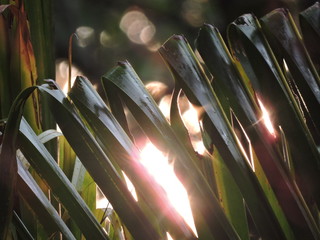 sunlight