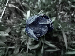 monochrome black tulip with water drops