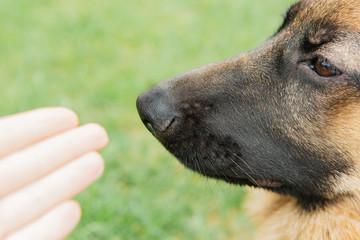 German shepherd puppy in summer on the grass