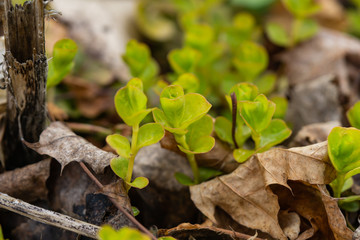 Creeping Jenny Leaves Sprouting in Springtime