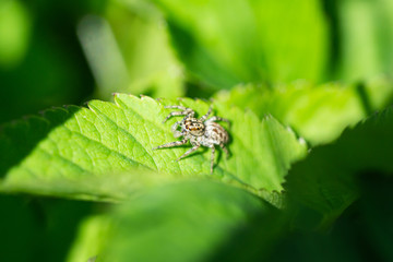 Dimorphic Jumping Spider on Leaf in Springtime