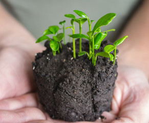 Young green plant in hands. Small  Plant with leaves in soil in hands. New life concept.  Care and...