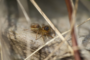 Dimorphic Jumping Spider in Springtime
