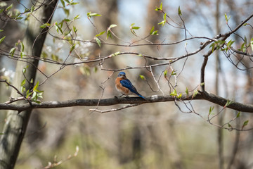 Eastern Bluebird Perched in Springtime