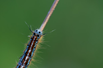 livrée des arbres (Malacosoma neustria)