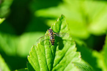 Eastern Calligrapher Fly in Springtime