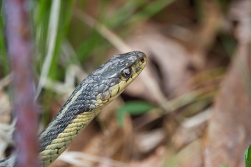 Eastern Garter Snake in Springtime