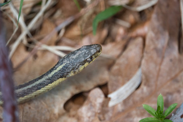 Eastern Garter Snake in Springtime