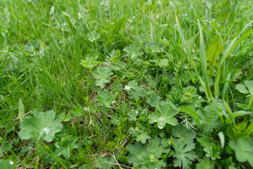 Dew drops on green grass close up. Meadow grass in rain drops.