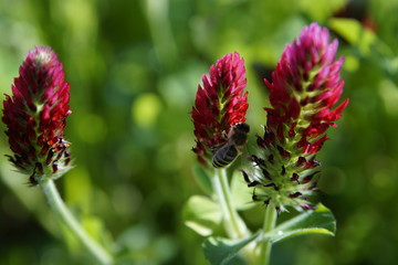 Wunderschöne rote Blüten einer Blume in Nahaufnahme