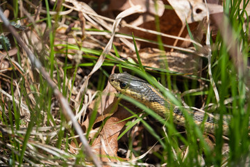 Eastern Garter Snake in Springtime