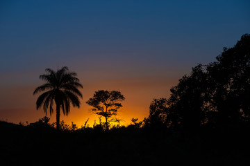Fototapeta na wymiar coconut tree and some trees at sunset, Itu, Sao Paulo, Brazil